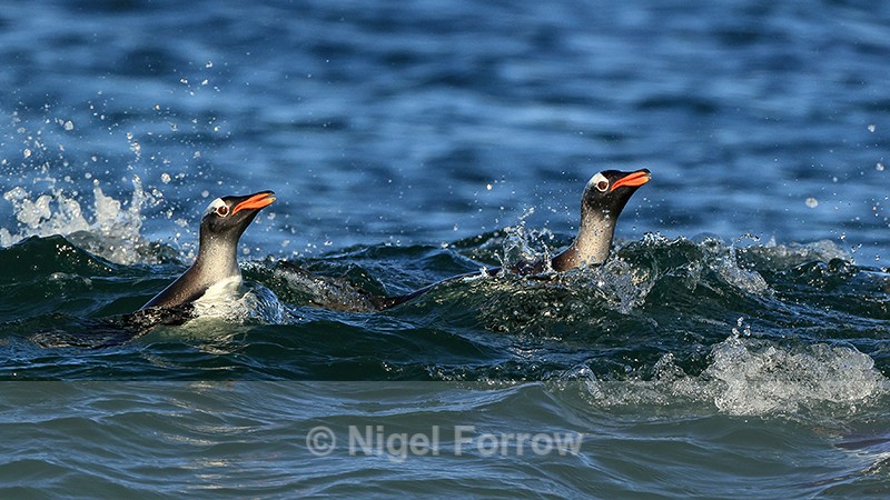 Gentoos checking coast is clear before landing, Sea Lion Island - Gentoo Penguin
