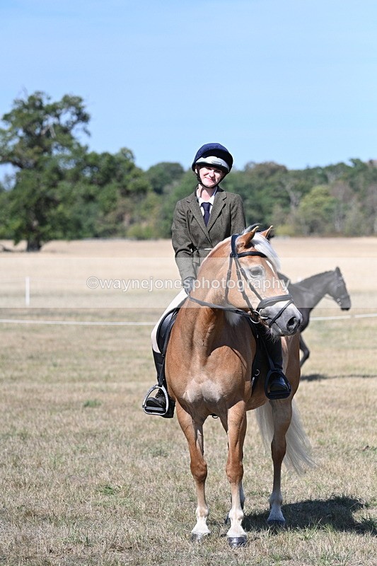 WJ7_1272 - Class 41 Prettiest Mare