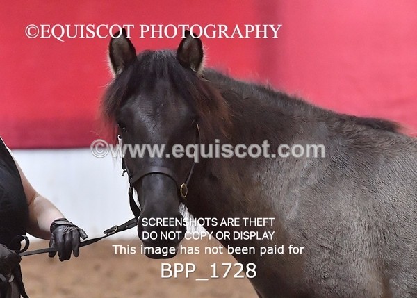 BPP_1728 - MORNING 9AM - 12PM