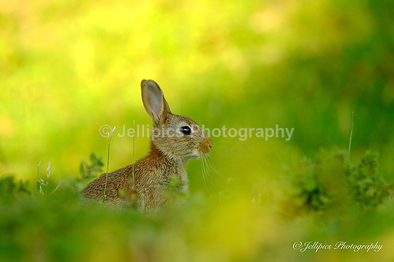  - Wildlife and Nature