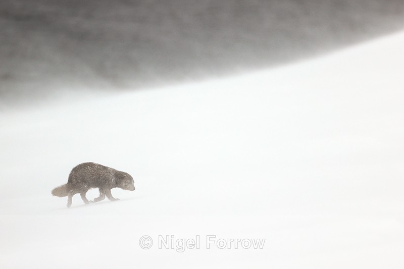 Arctic Fox heads into blizzard, Hornstrandir, Iceland - Arctic Fox