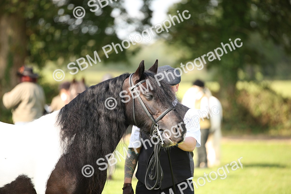 SBM_62269 - S55 - Traditional Cob In Hand