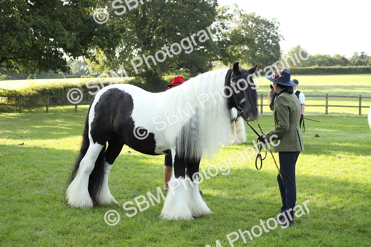 SBM_60904 - S43 - Coloured Pony In Hand