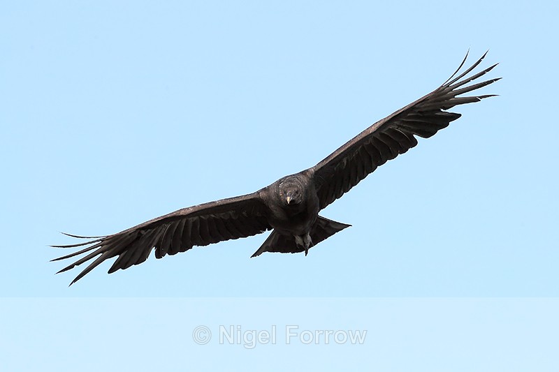 American Black Vulture flying, Gatorland, Florida - American Black Vulture