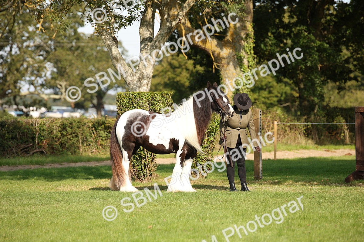 SBM_62172 - S55 - Traditional Cob In Hand