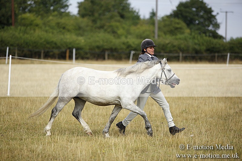 _C7A9214 - BVRC Sow 2018 Ring 2