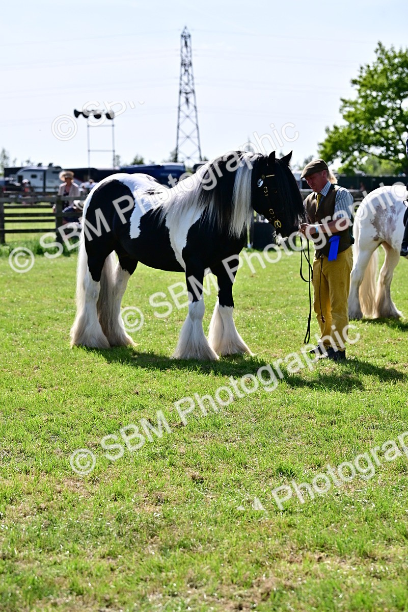 SBM_09481 - Class 63-65 - Traditional Gypsy Cobs In Hand & Ridden
