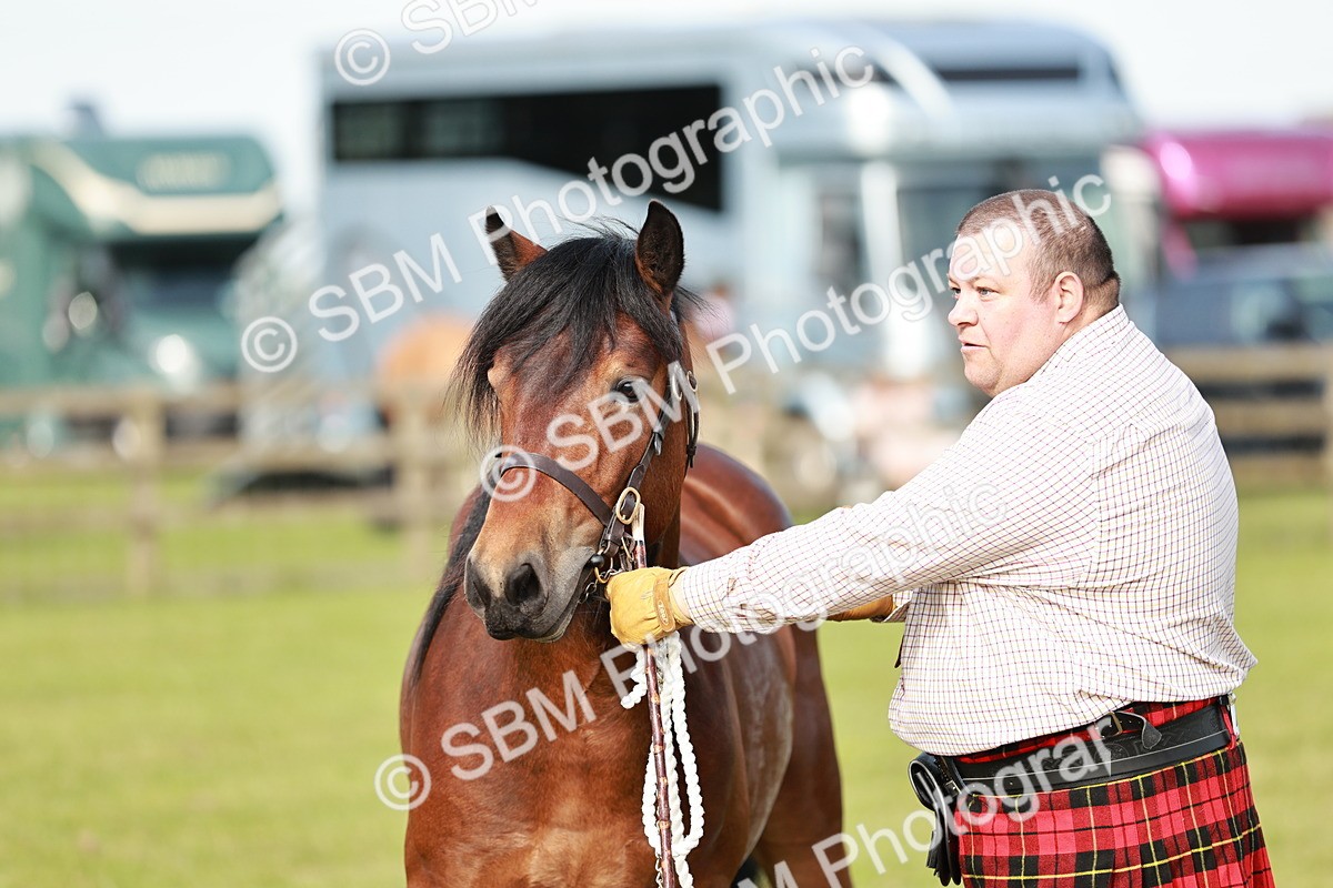SBM_00752 - Class 14-23 - Mountain & Moorland In Hand Non Welsh