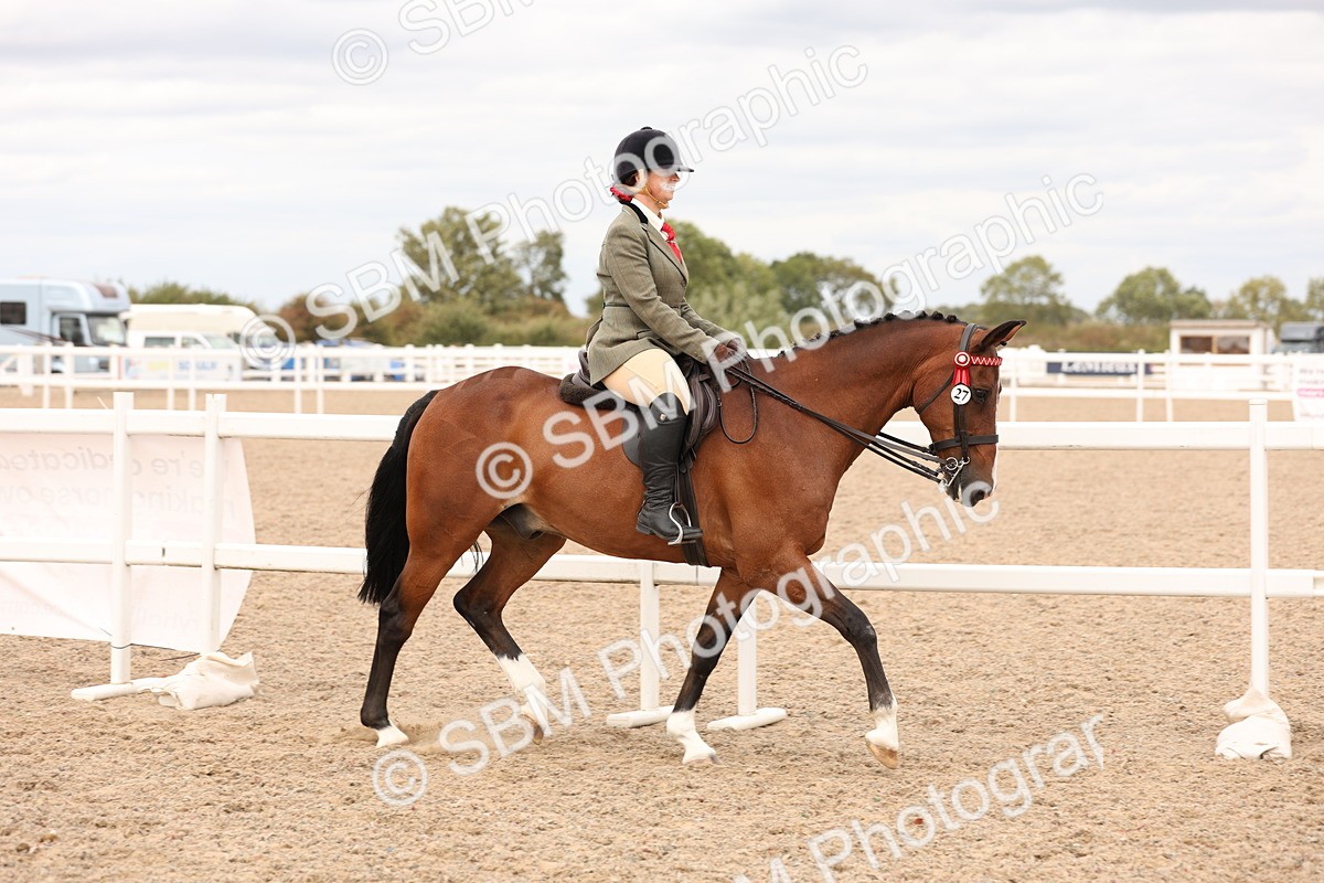 SBM_17312 - Class 214 - Ridden Hack Riding Horse