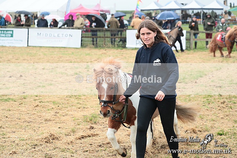 SHETPR 210425 10 - Shetland Ponies Paxford Races 21/04/25