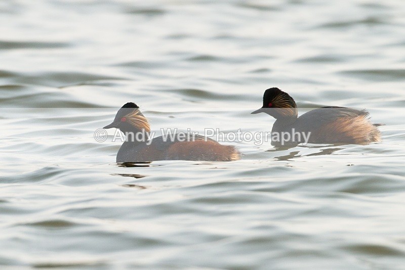 20110328-IMG_3004 - Black-necked Grebe