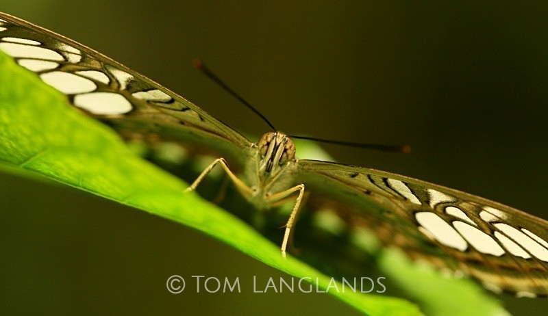 Clipper - Macro
