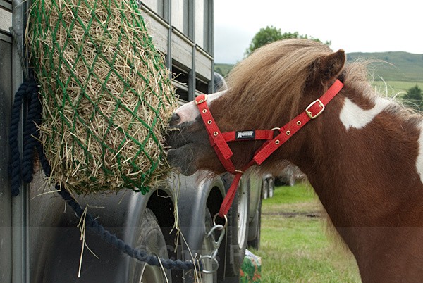 28 - Moniaive Horse Show 2010