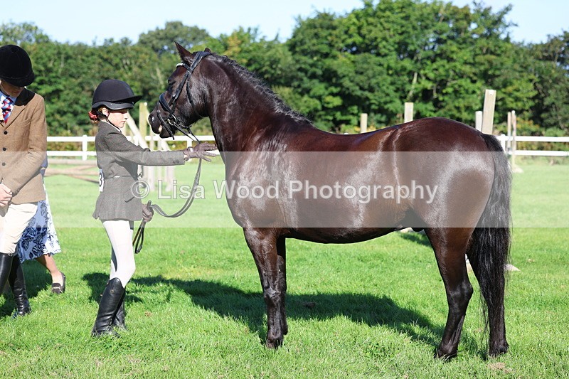3E7A7670 - Class 1: Novice Working Hunter Pony