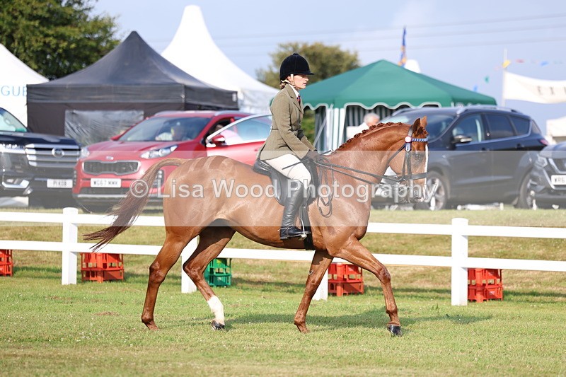 3E7A7669 - Class 1: Rising Star Small Hack/Riding Horses