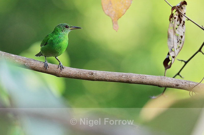 Female Green Honeycreeper, Osa Peninsula, Costa Rica - Green Honeycreeper