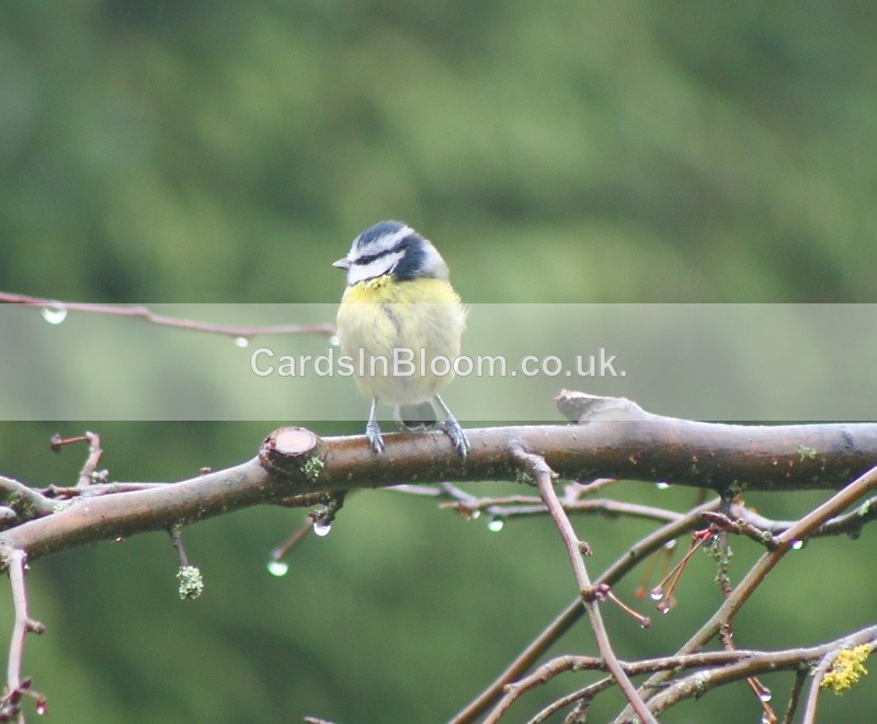 07 Bluetit - WINTER 2020 /21