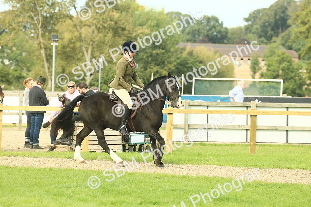 SBM_68248 - S58 - Mini Show Cob Ridden