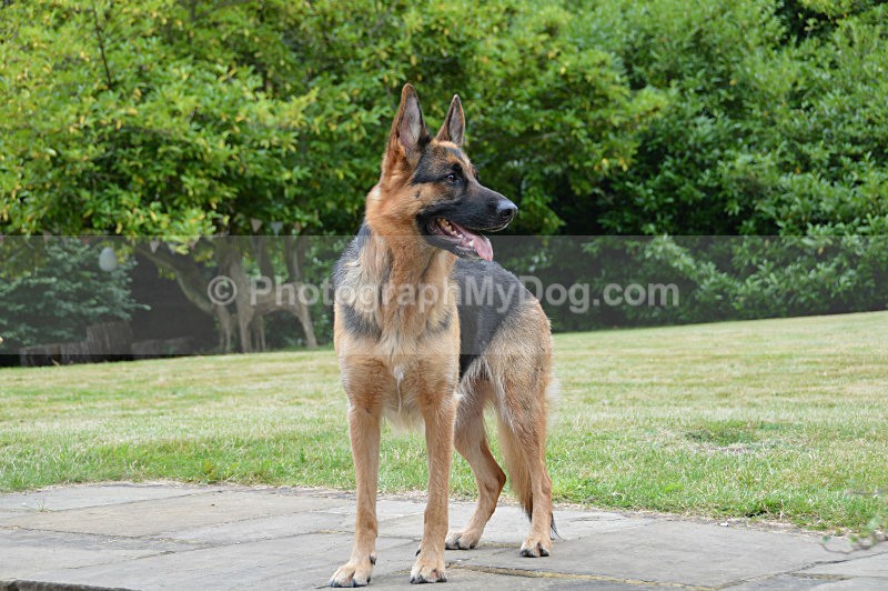  - German Shepherds
