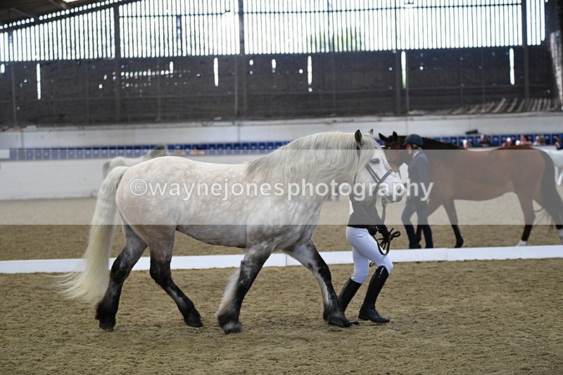 WJ5_4342 - Class 6 In hand M&M - Large Breeds