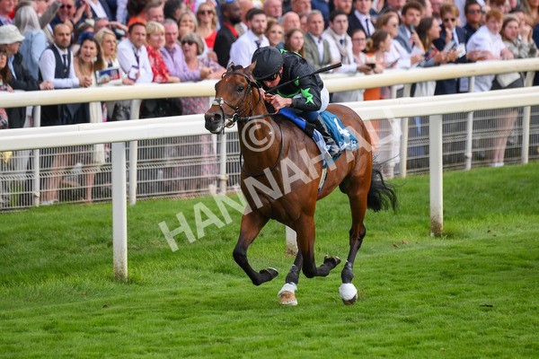 260823-Race 6-Inquisitively-0876 - Race 6 Julia Graves Roses Stakes at York