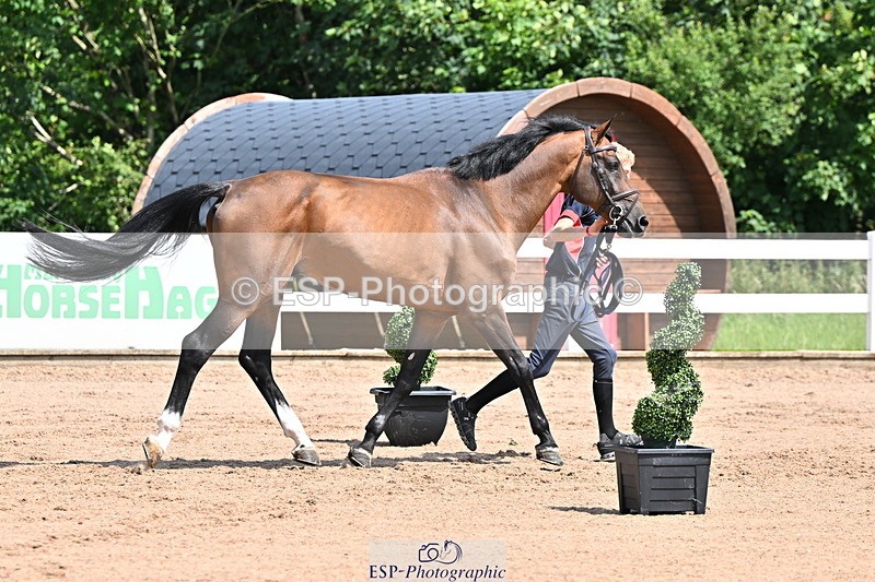 240718A-105241-01019 - Trot Up 11am to 12pm