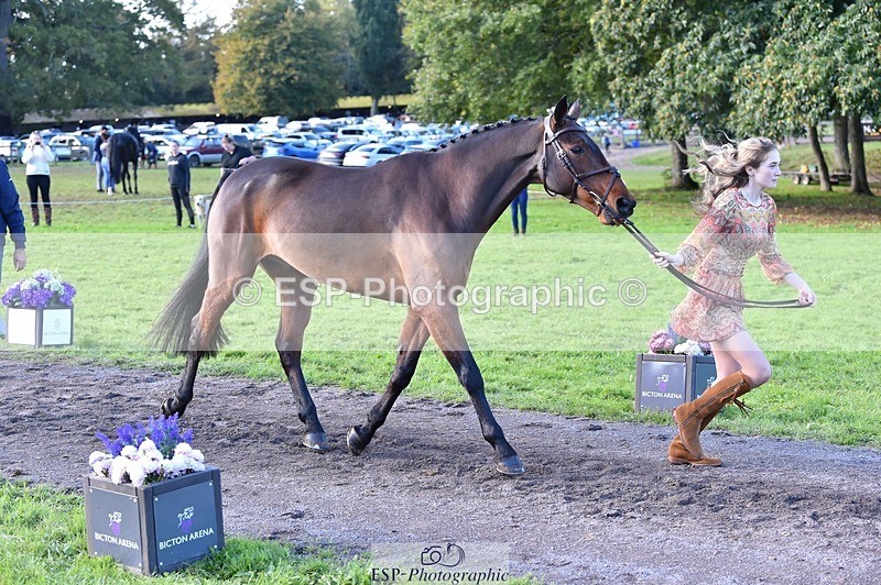 231022-111934-23890 - 552-MONBEG.BY.MAGIC-Xanthe.Baylis-TrotUp+SJ