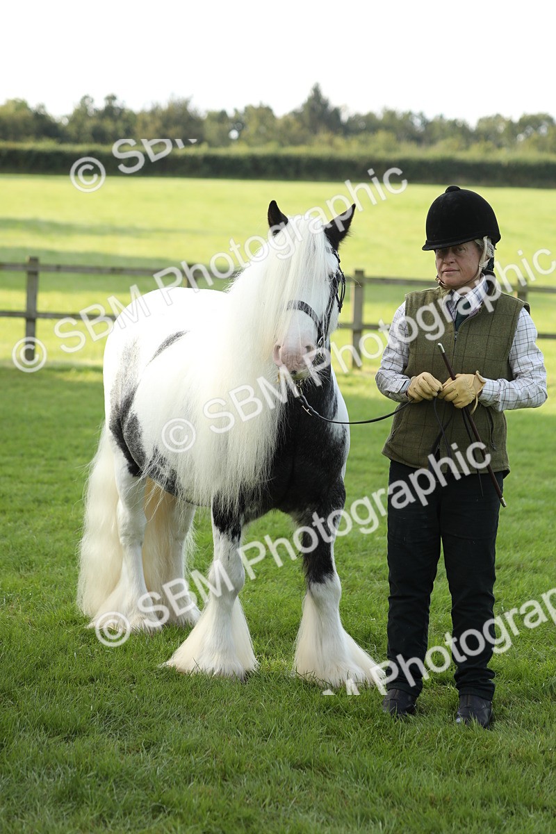 SBM_60959 - S43 - Coloured Pony In Hand