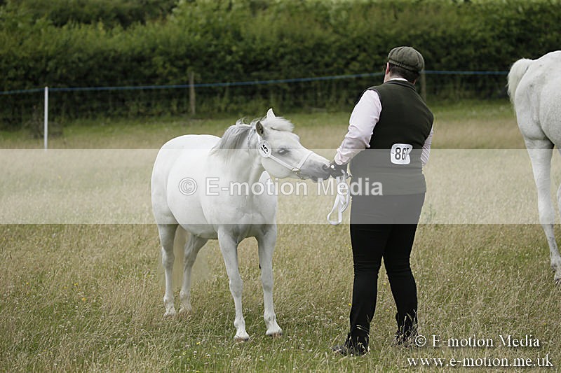 B230619-0579 - Bourne Valley Riding Club Summer Show 23/06/19