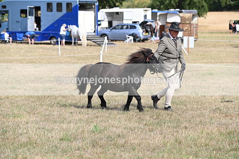 WJ6_6809 - Class 21 Shetland & Mini Horses