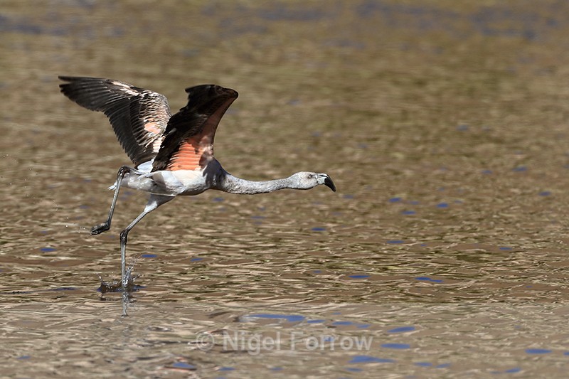 Chilean Flamingo (immature) starts take off run, Machuca, Chile - Chilean Flamingo