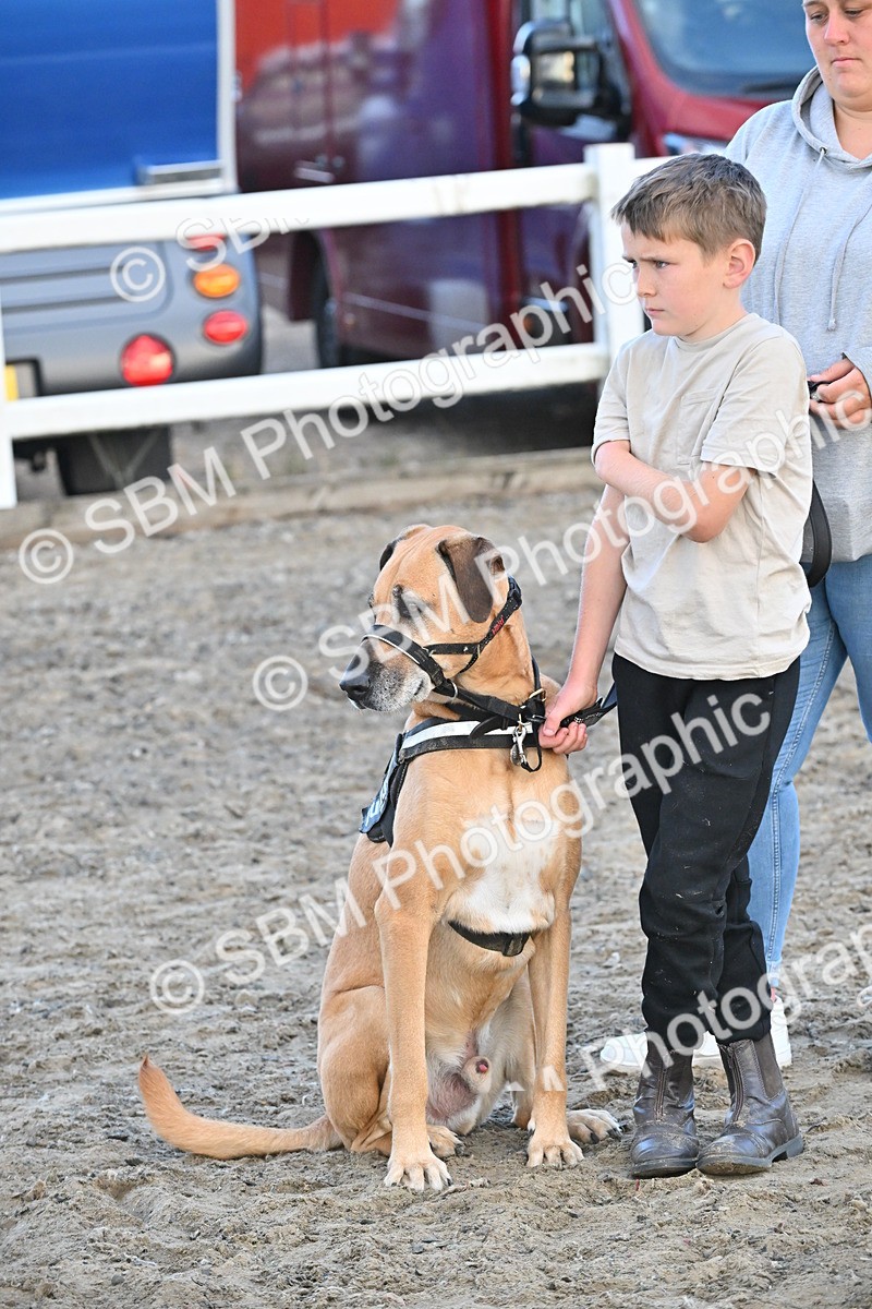 SBM_09591 - Lorry Dogs