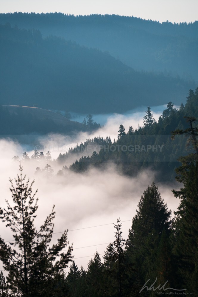 DSC_1612 - Trees