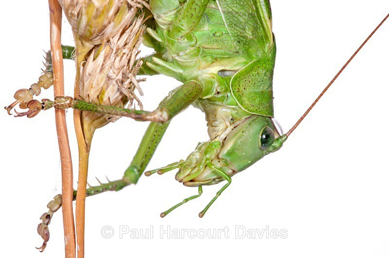 Bush Cricket (Tettigonia cantans)  MYN - Small Creatures - WB
