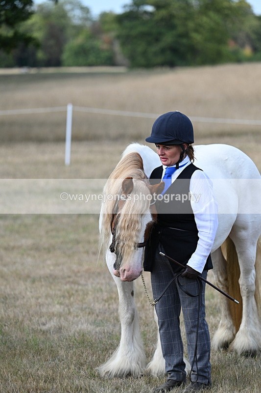 WJ7_8332 - In-hand Championship