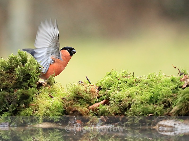 Bullfinch (male) wings raised at reflection pool, Otterbourne - Bullfinch