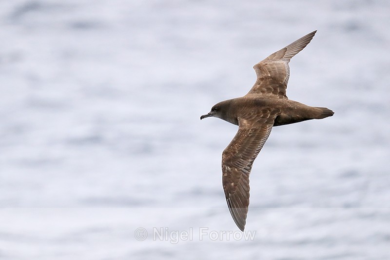 Sooty Shearwater in flight at sea off Cape Point, South Africa - Sooty Shearwater