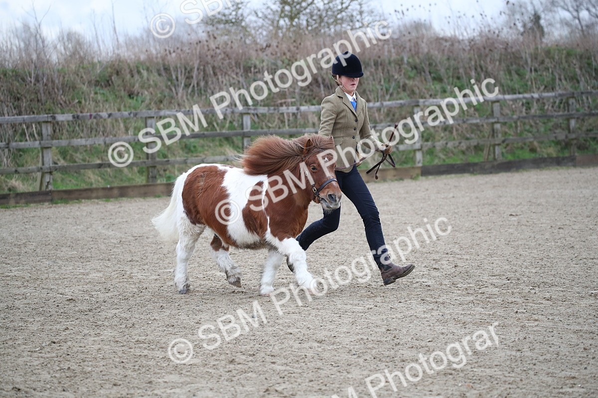 SBM_003923 - Class 1-4 - Young Stock classes Inc. In Hand Championship