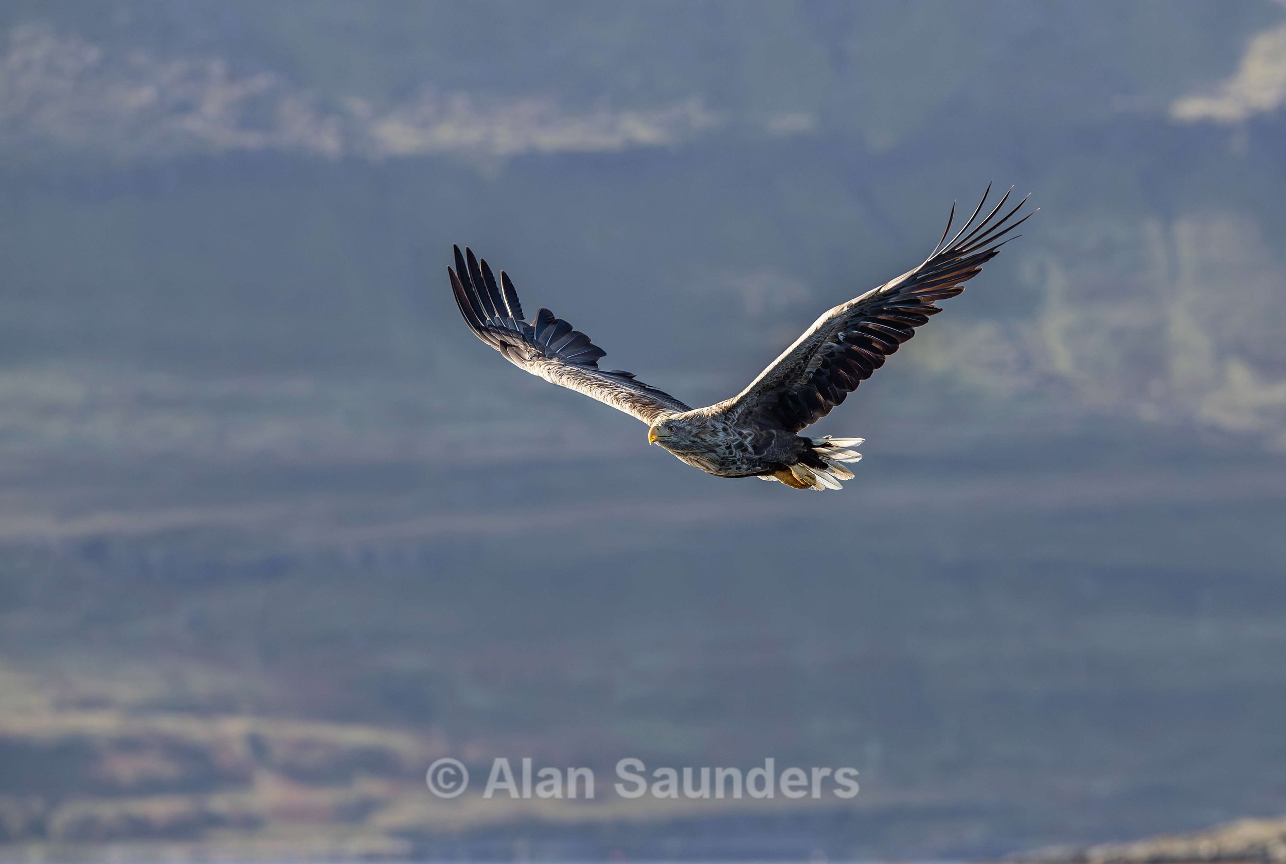 White Tailed Eagle 28