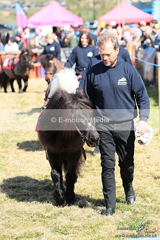 Shet 060426 56 - Shetland Pony Racing Paxford Races Easter Mon 06/04/26