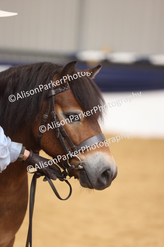 20260913-1727 - Class 115 - Gelding 4years and over
