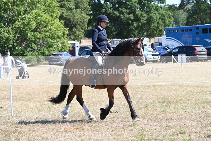 WJ6_8227 - Class 37a Best Loan Pony Ridden