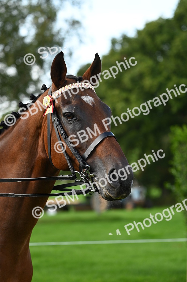 SBM_02056 - S2 - TSR Ridden Horse Showing