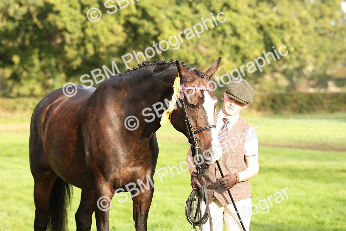 SBM_55015 - S52 - Riding Horse & Hack & thoroughbred In Hand