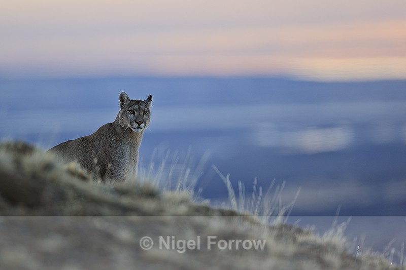 Puma Petaca watching from high early morning, Torres del Paine, Chile - Puma