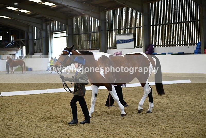 WJ5_3822 - Class 5 In Hand Veterans