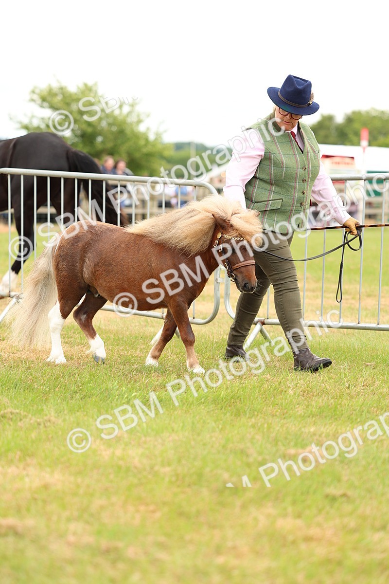 SBM_04424 - Class 64-67 - Shetland Pony In Hand