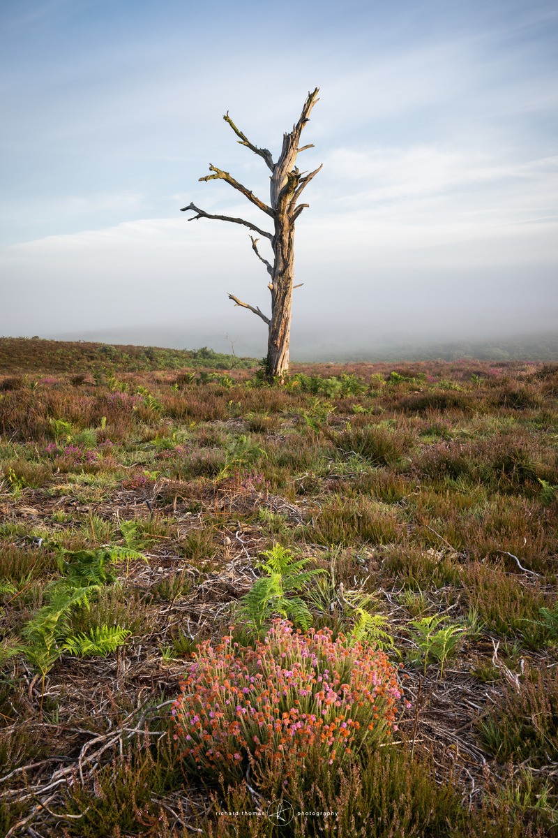 Red dot - New Forest - One2Tree
