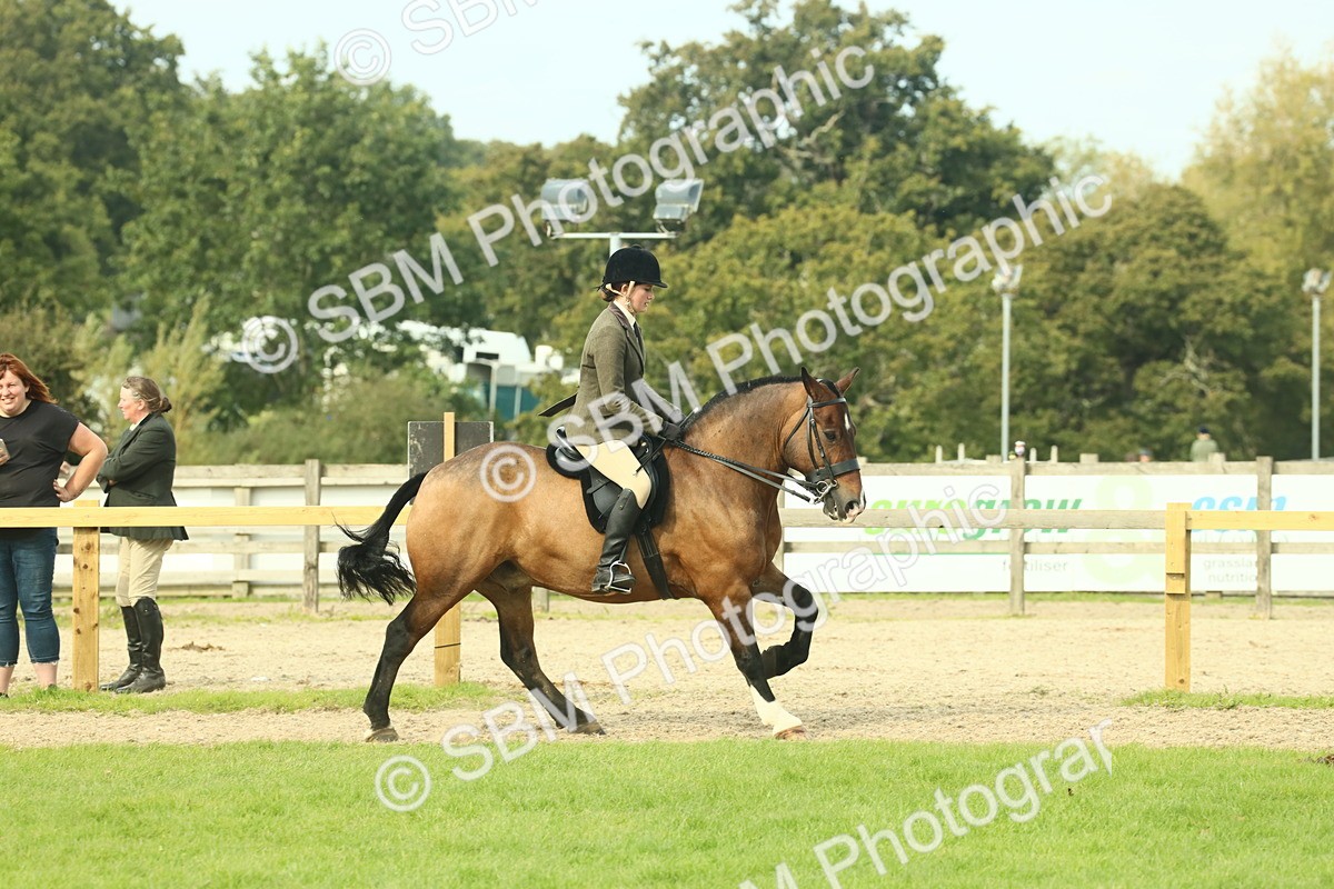 SBM_69338 - S58 - Mini Show Cob Ridden