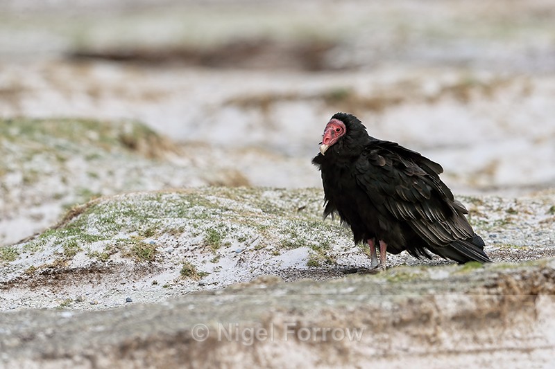 Turkey Vulture, Volunteer Point, Falklands - Turkey Vulture